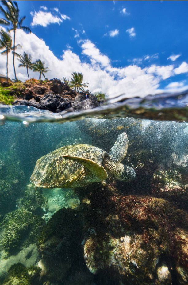 Honu's World by Andrew Shoemaker – Martin & MacArthur